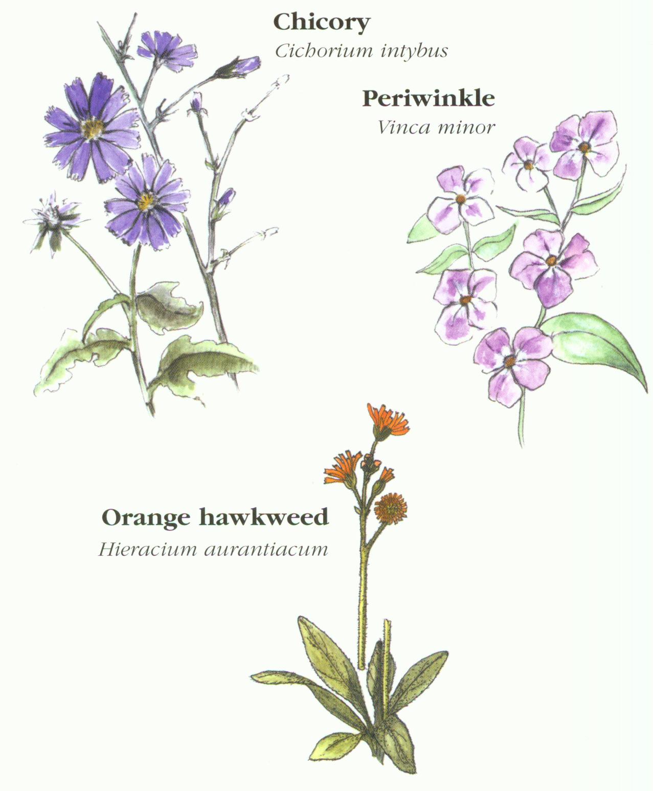 Blue and Orange Forbs