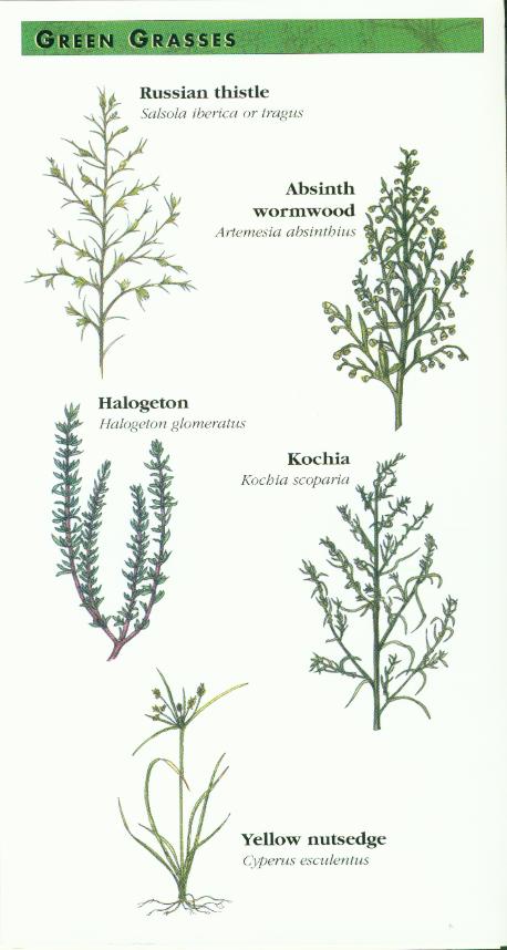 Green Grasses