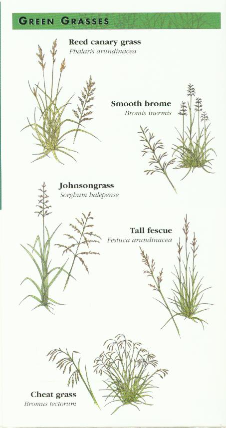 Green Grasses