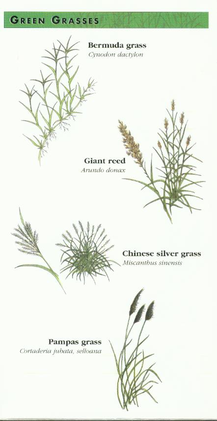 Green Grasses