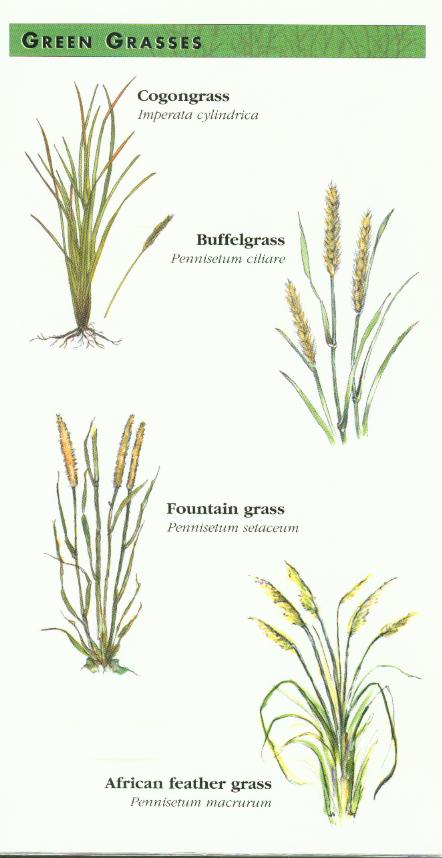 Green Grasses