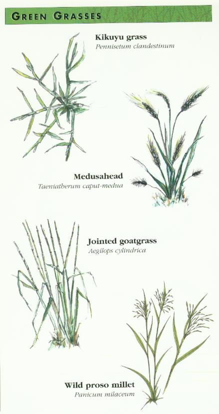 Green Grasses
