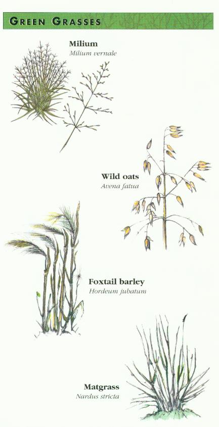 Green Grasses