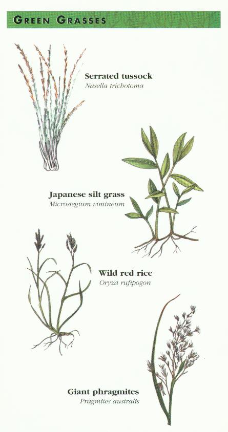 Green Grasses
