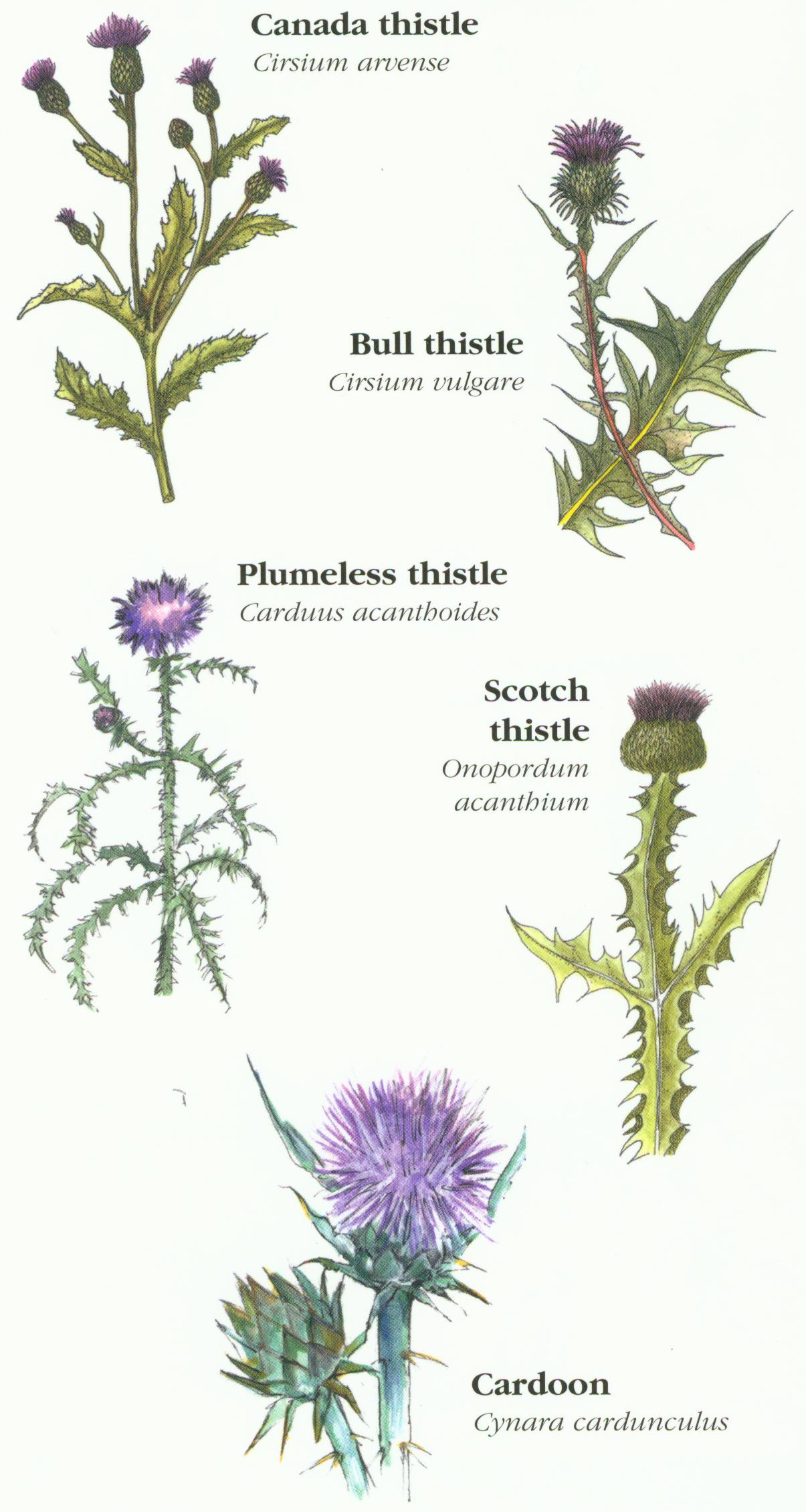 Lavender Forbs