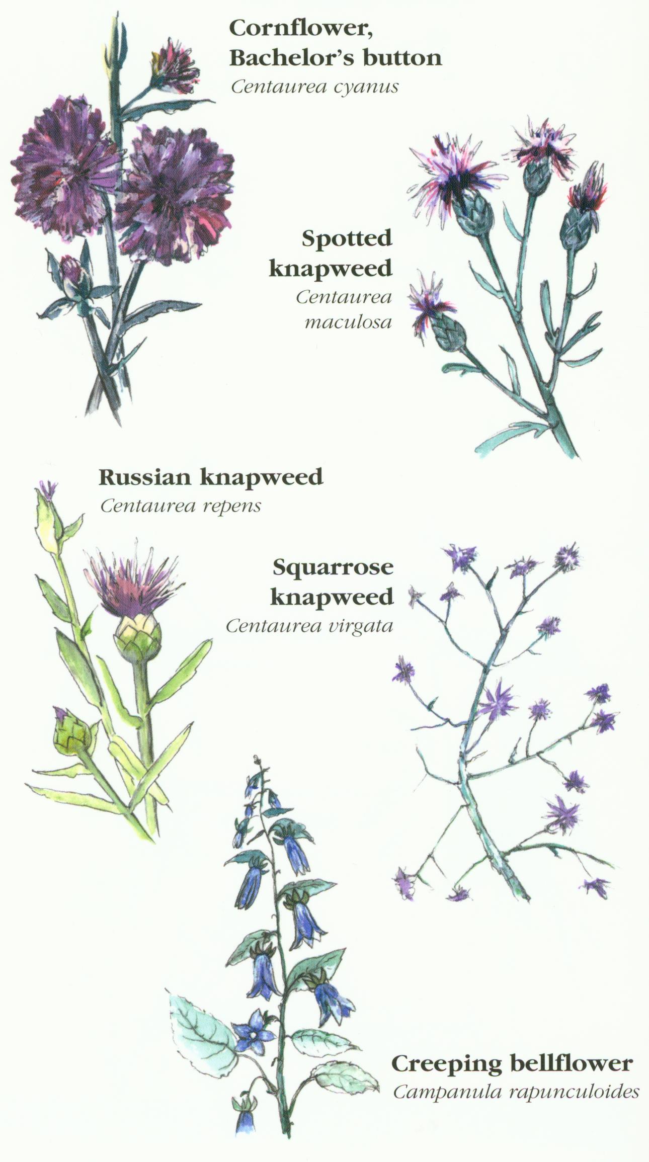 Lavender Forbs