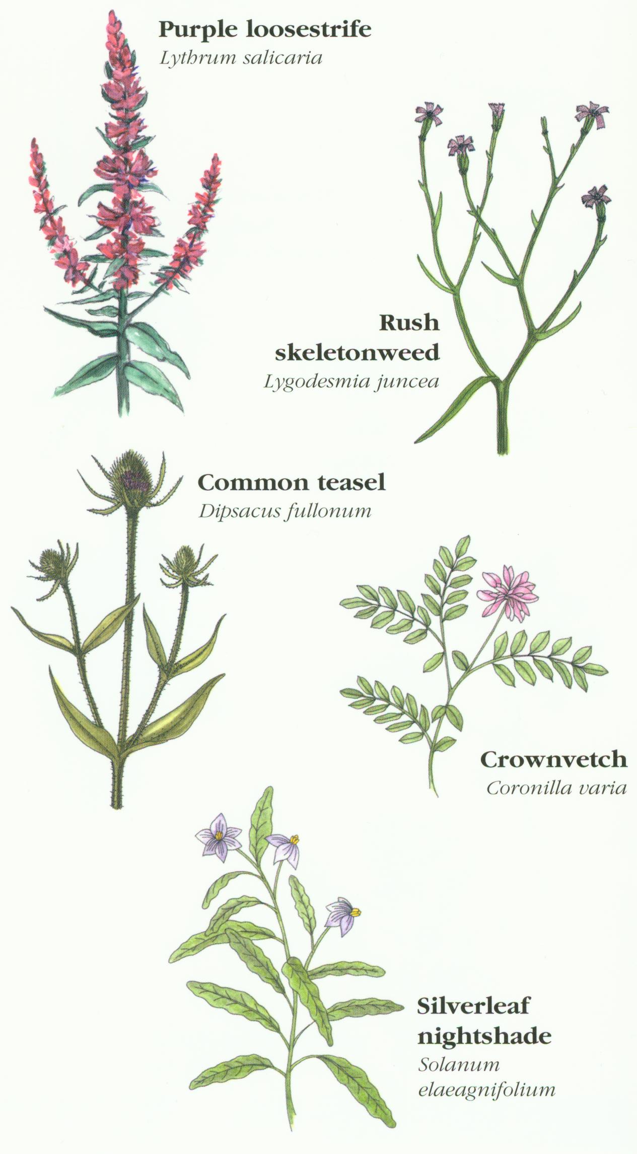 Lavender Forbs
