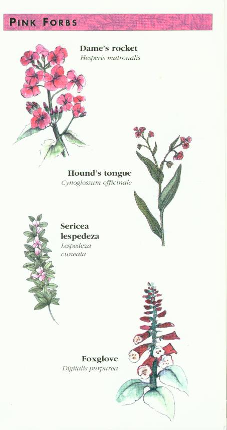 Pink Forbs
