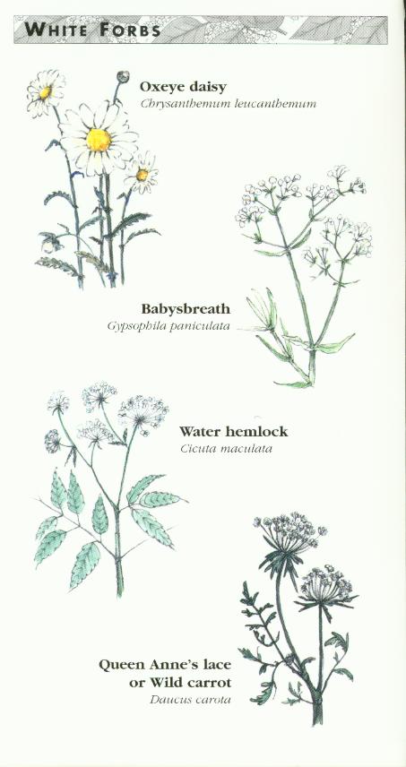 White Forbs