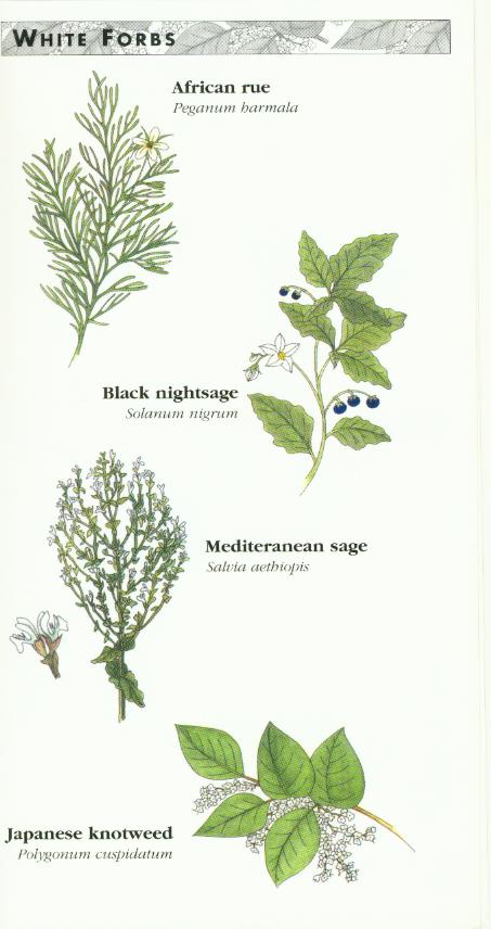 White Forbs