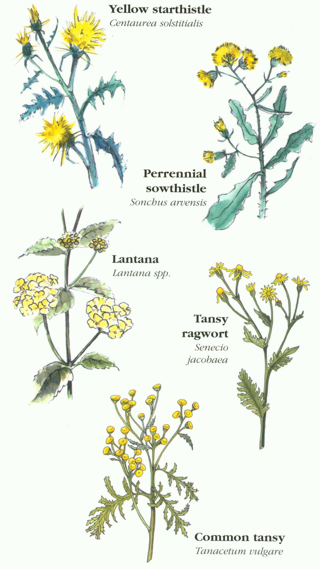 Yellow Forbs