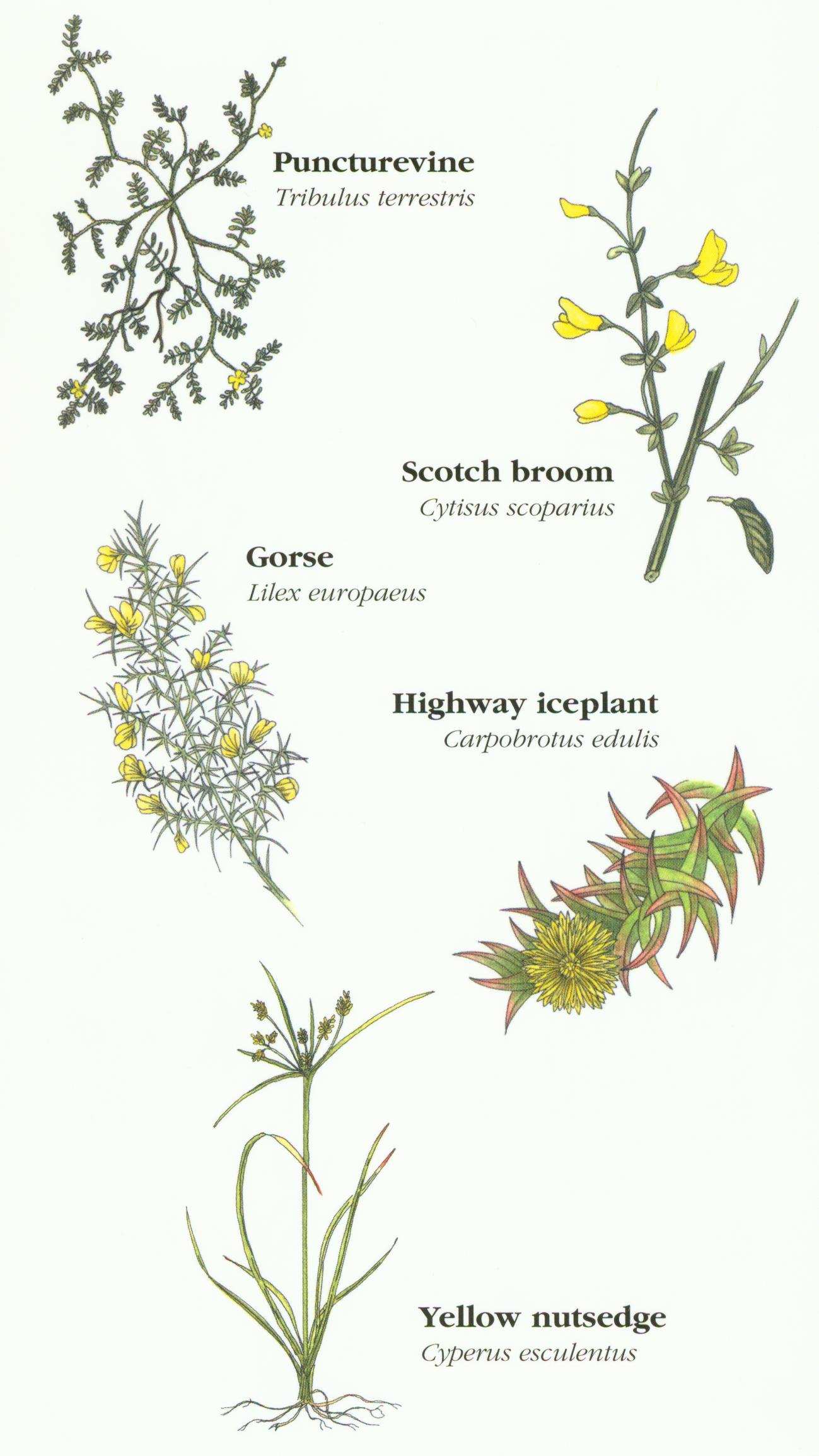 Yellow Forbs