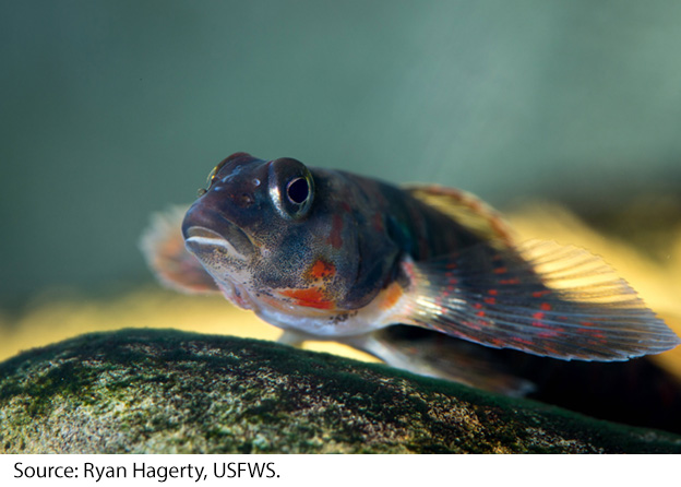 Meet the Endangered Candy - U.S. Fish and Wildlife Service