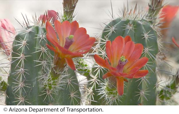 "The endangered hedgehog cactus in Arizona. Image source: © Arizona DOT."