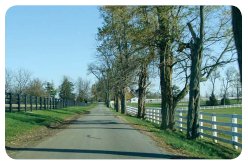 "Photo of a rural, tree-lined roadway."