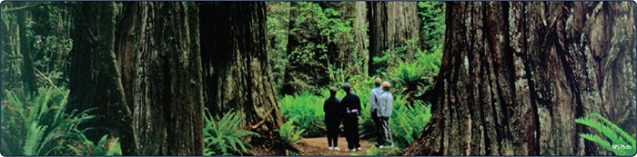 "Visitors to the national park admiring a stand of red wood trees. Photo: National Park Service."