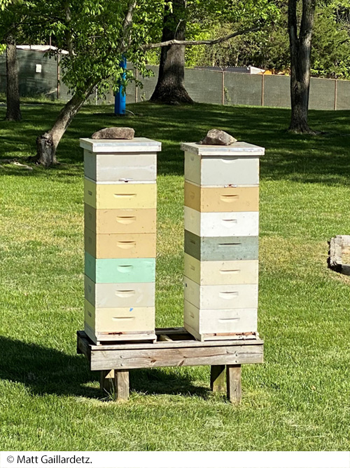 Two beehives located on a grassy lawn in front of trees. Image © Matt Gaillardetz.