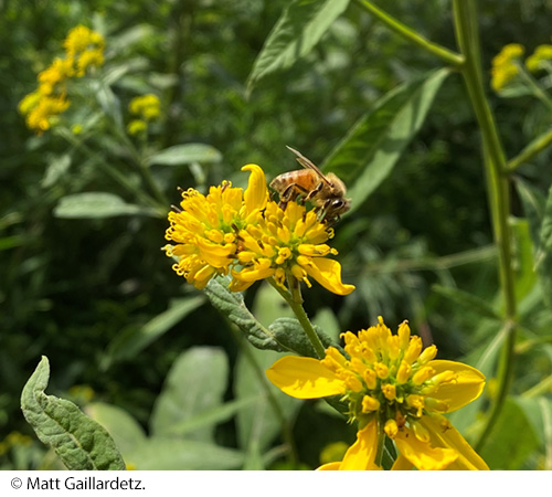 A honey bee rests on flower petals. Image © Matt Gaillardetz.