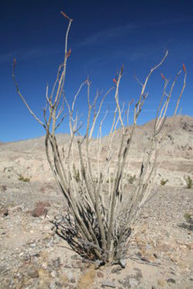 The Ocotillo is a common sight on the southwestern desert, blooming with bright red flowers in the spring and summer.