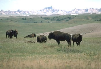 Buffalo graze at the Badlands National Park, South Dakota. Photograph from the the U.S. National Park Service.