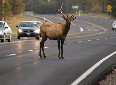 Deer Crossing Sign - Construction Grade Road Sign