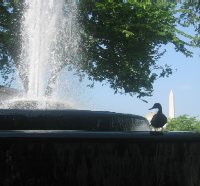 With the Washington Monument in the background, a duck enjoys the morning on the rim of the Mellon fountain.